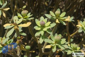Euphorbia balsamifera balsamifera