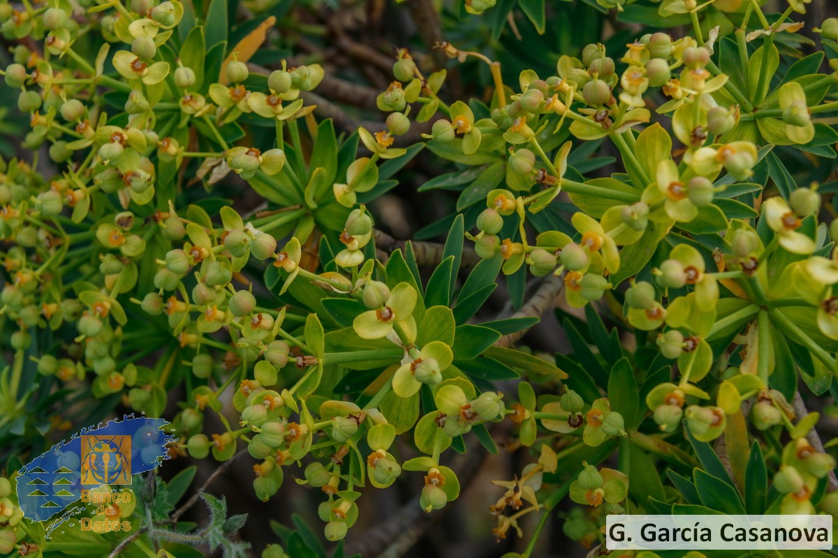Euphorbia berthelotii (5)