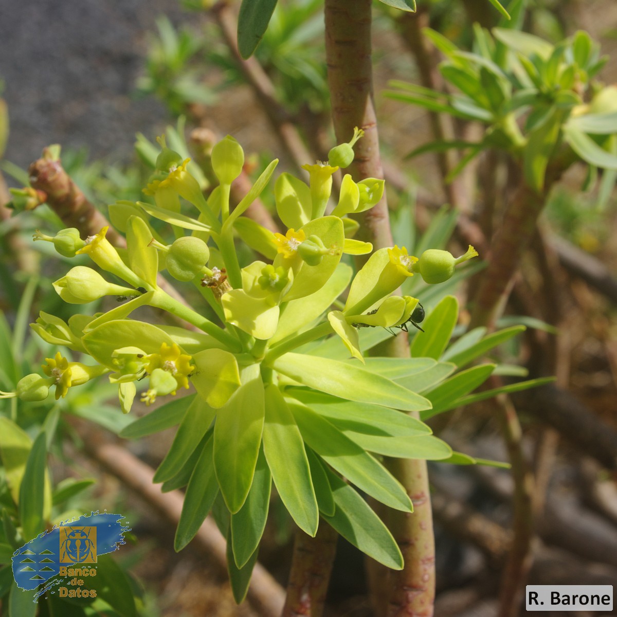 Euphorbia berthelotii (2)