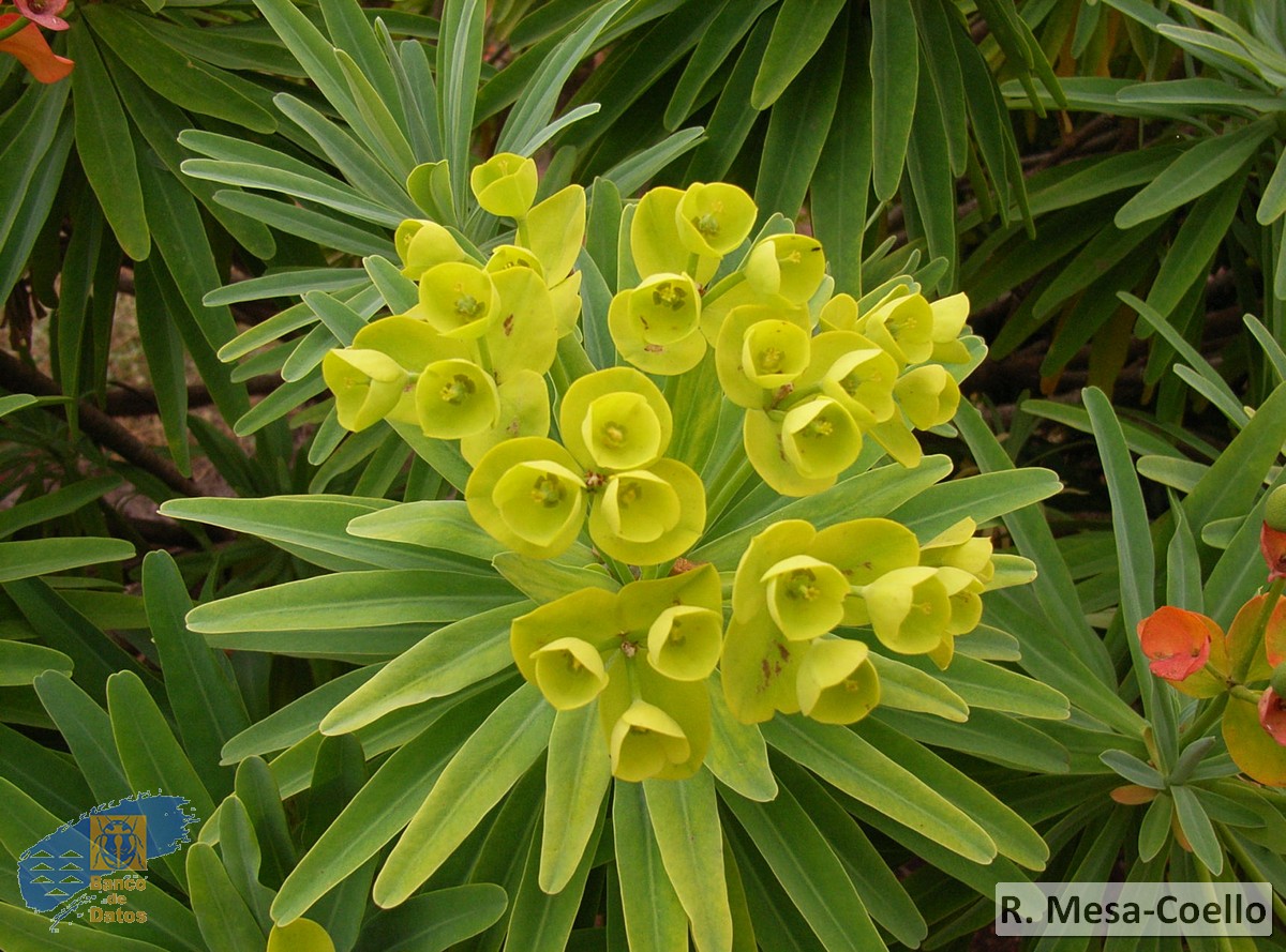 Euphorbia bourgeauana1