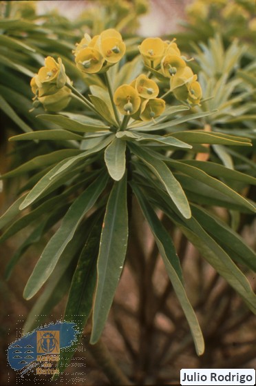 Euphorbia_bourgeauana