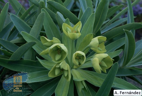 Euphorbia bourgeauna (2)