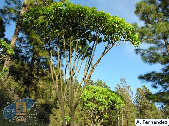 Euphorbia bourgeauna (3)
