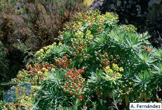 Euphorbia bourgeauna