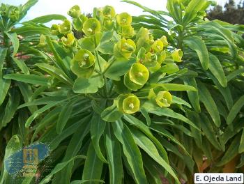 Euphorbia_bourgeauana