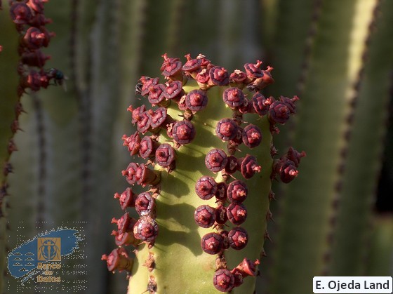 Euphorbia_canariensis