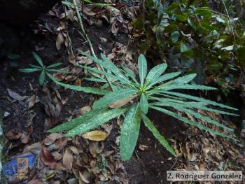 Euphorbia mellifera4