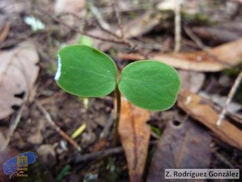 Euphorbia mellifera5