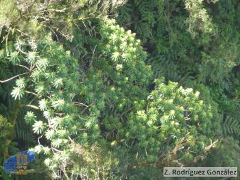 Euphorbia mellifera7