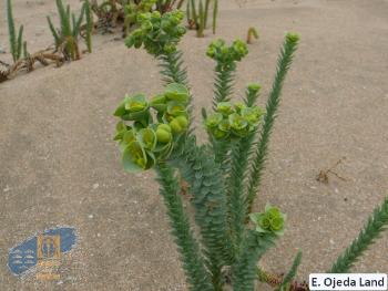 Euphorbia_paraliasE_Ojeda_Land_106
