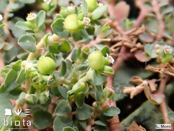 Euphorbia serpens (1)