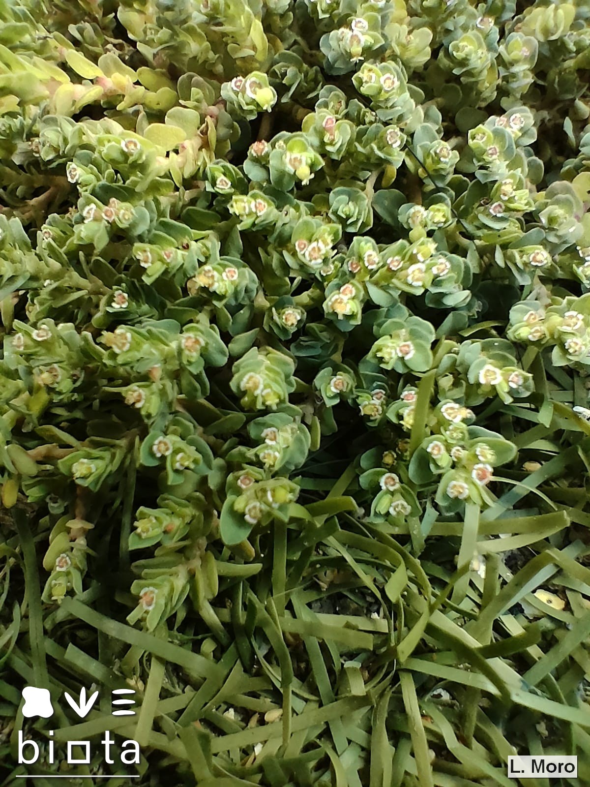 Euphorbia serpens (5)