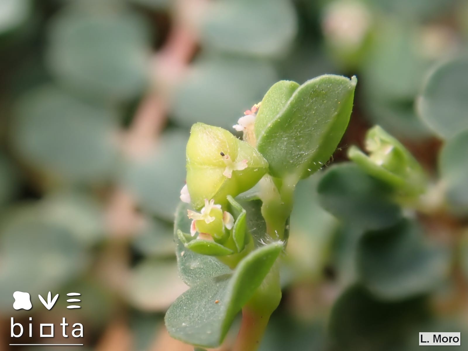 Euphorbia serpens (6)