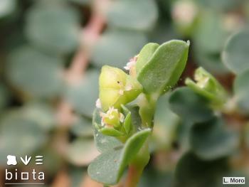 Euphorbia serpens (6)