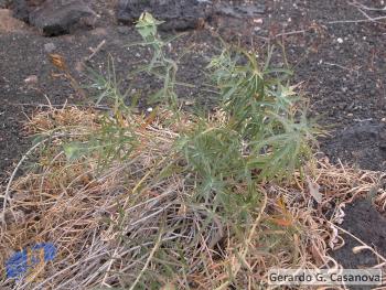 Euphorbia serrata2