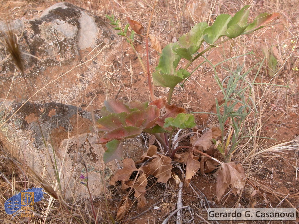 Rutheopsis herbanica1