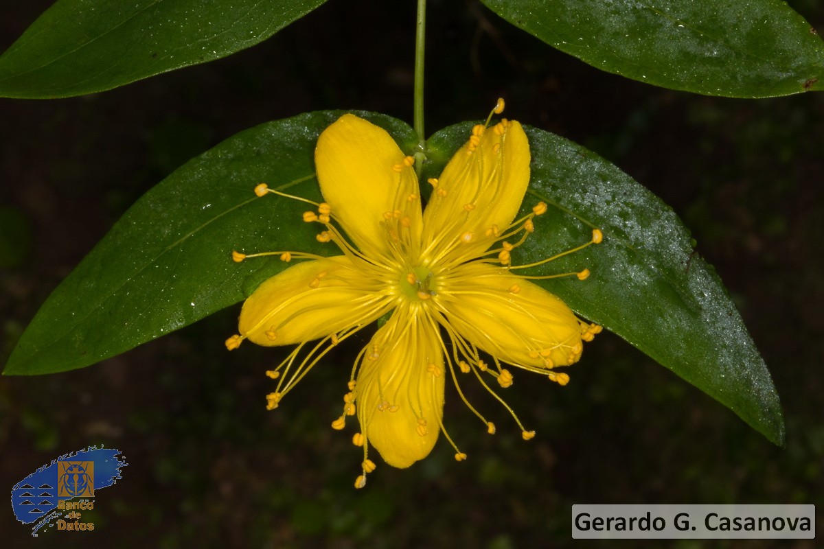 Hypericum grandifolium2