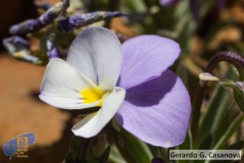 Viola cheiranthifolia5