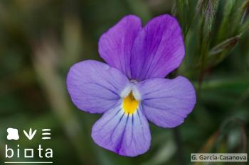 Viola palmensis (3)