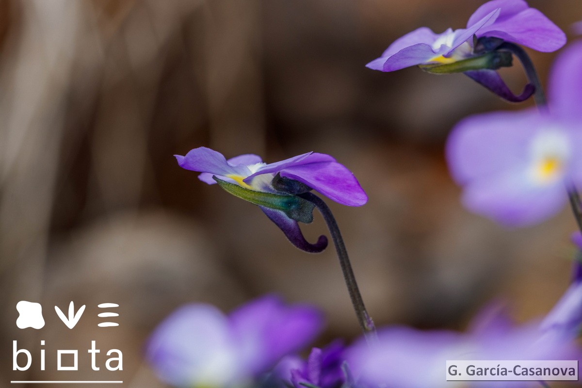 Viola palmensis (4)