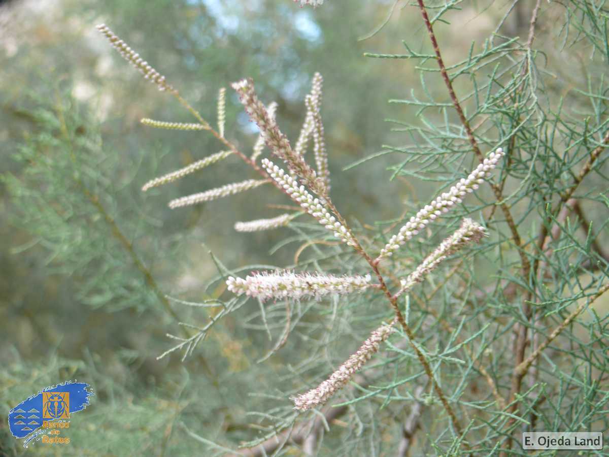 Tamarix canariensis