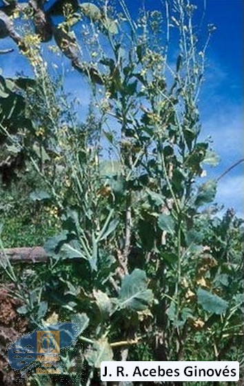 Brassica_oleracea
