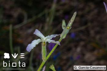 Matthiola bolleana morocera (3)