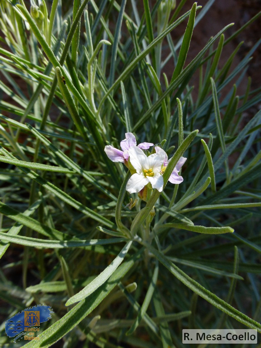 Parolinia schizogynoides