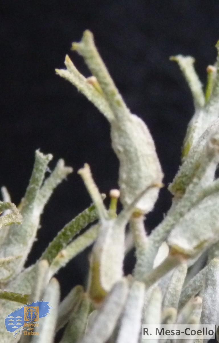 Parolinia schizogynoides1