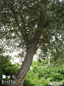 Populus alba (8)