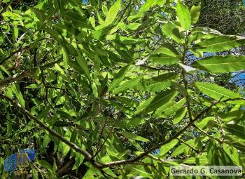 Salix canariensis (2)