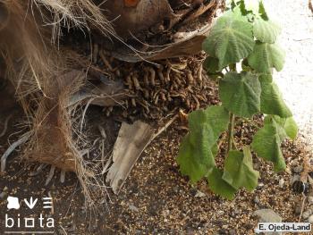 Abutilon grandifolium_1