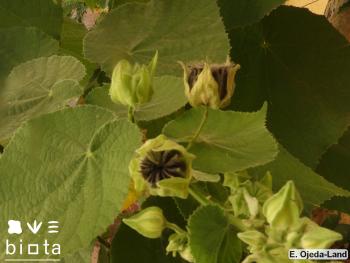 Abutilon grandifolium_2