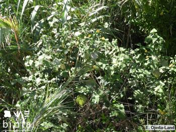 Abutilon grandifolium_2