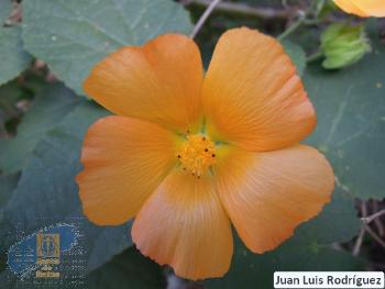 Abutilon_grandifolium
