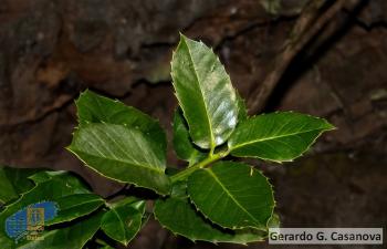 Ilex perado platyphylla (3)