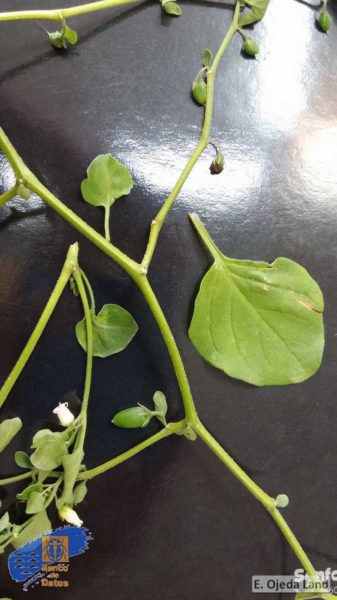 Salpichroa origanifolia1