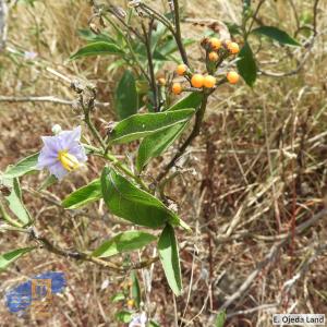 Solanum bonariense (2)