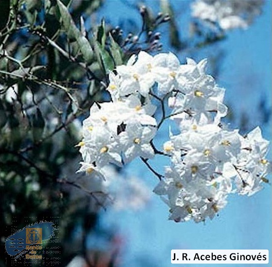 Solanum_jasminoides