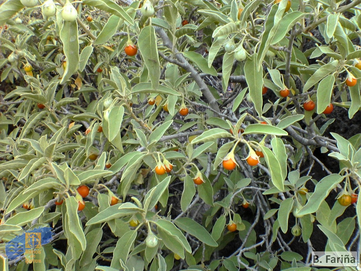 Solanum lidii1