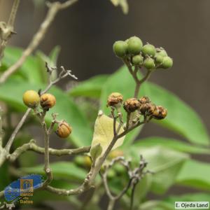 Solanum mauritianum (1)