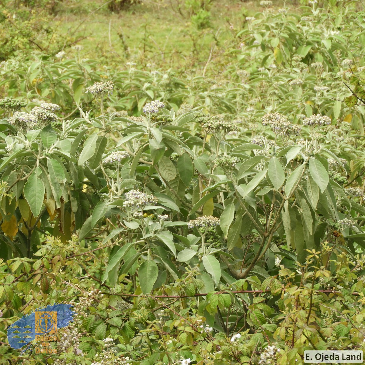 Solanum mauritianum (3)
