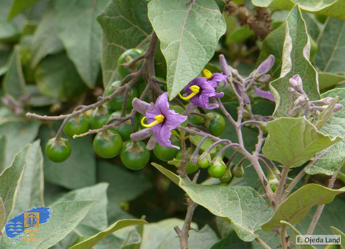 Solanum verpertilio vespertilio