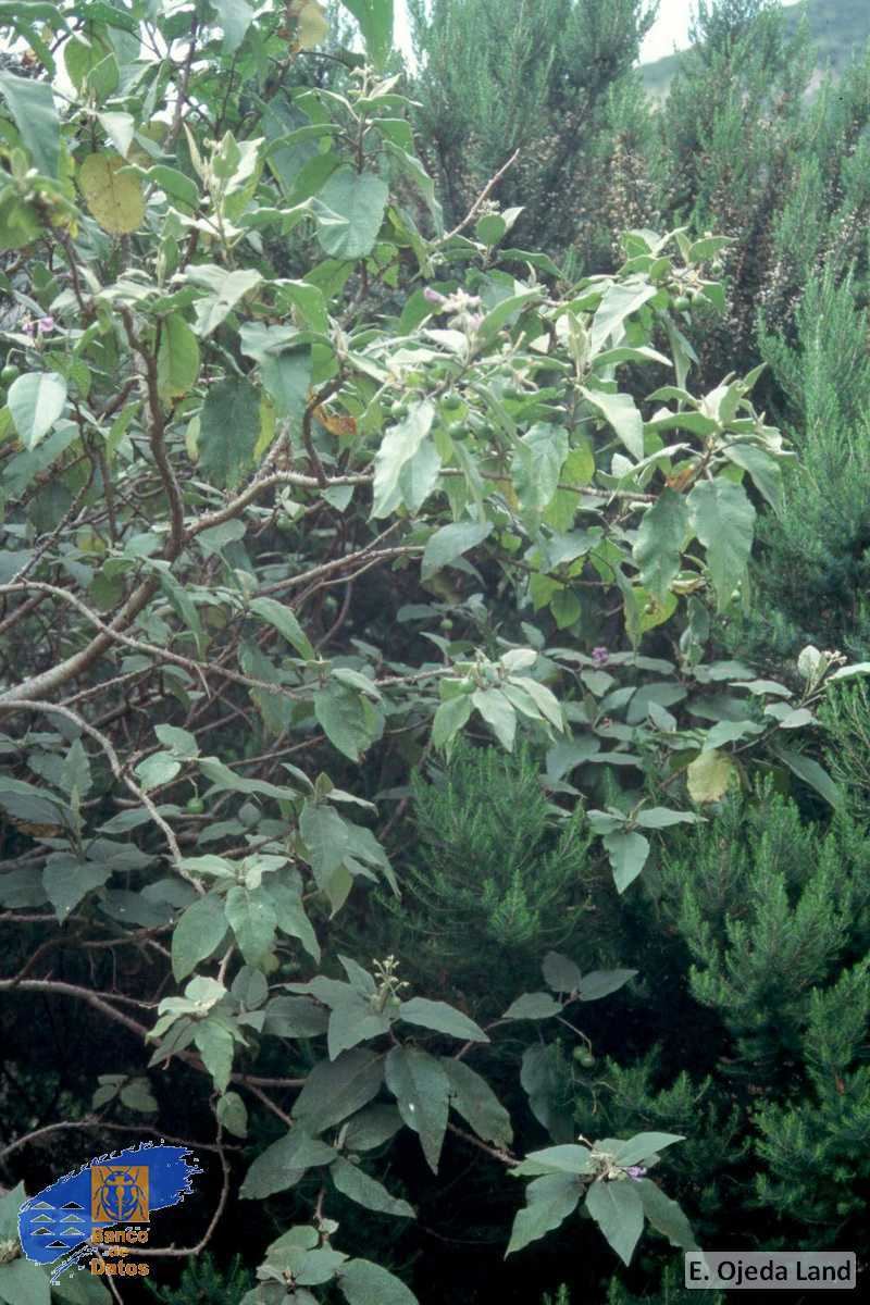 Solanum verpertilio vespertilio1