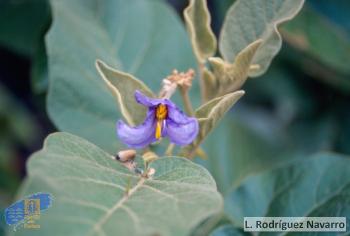 Solanum vespertilio vespertilio
