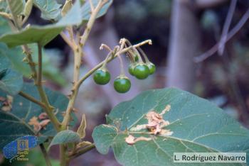 Solanum vespertilio vespertilio1
