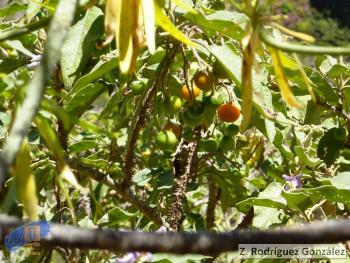 Solanum vespertilio vespertilio3