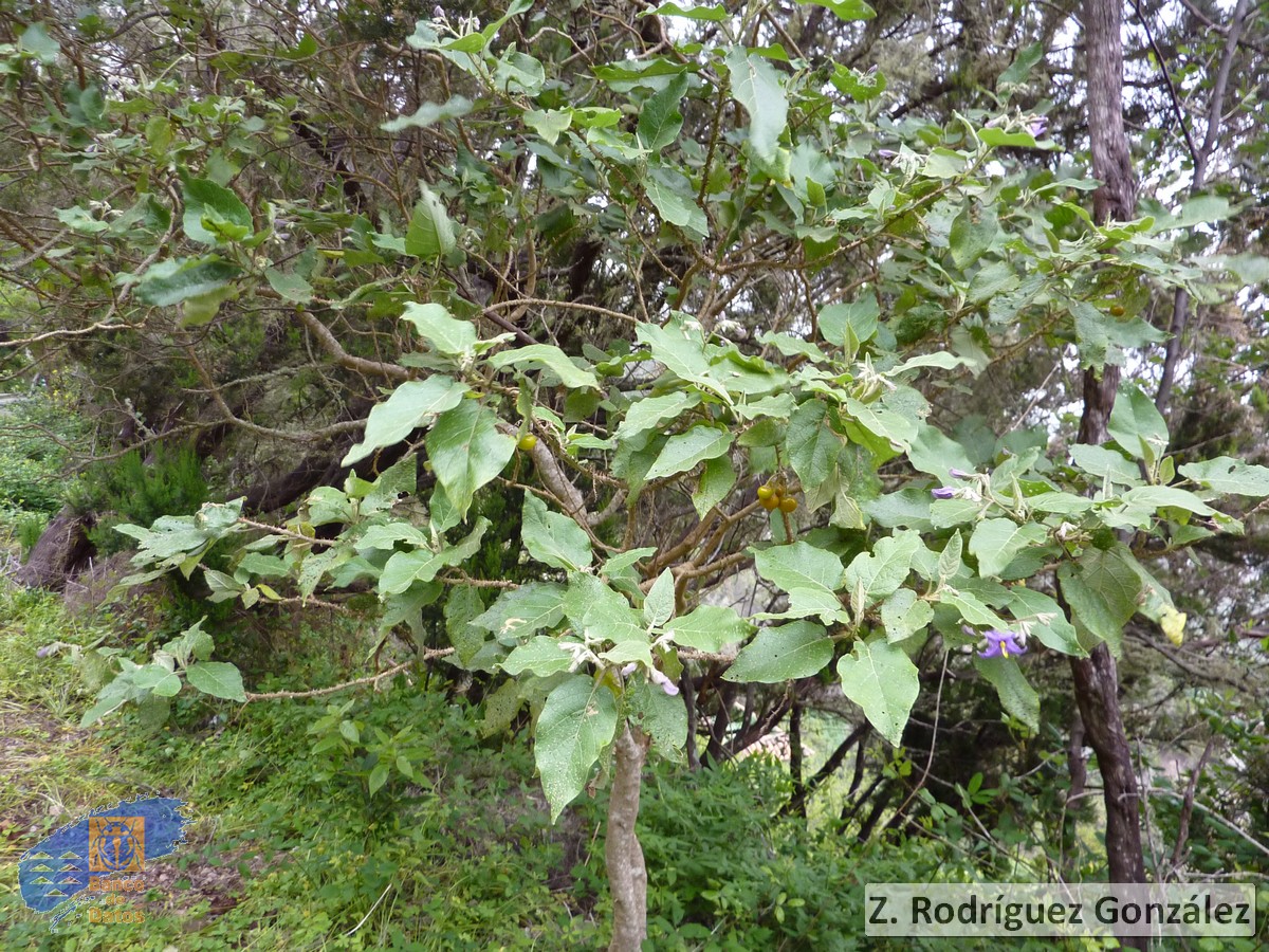 Solanum vespertilio vespertilio1