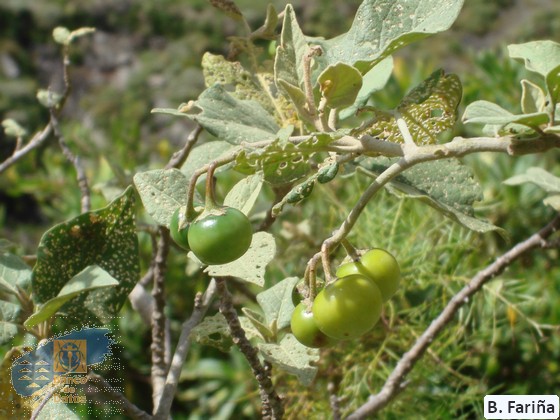 Solanum vespertilio vespertilio (2)