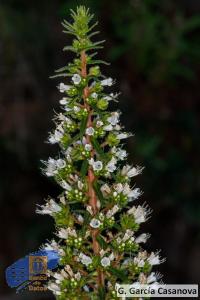 Echium onosmifolium spectabile (1)